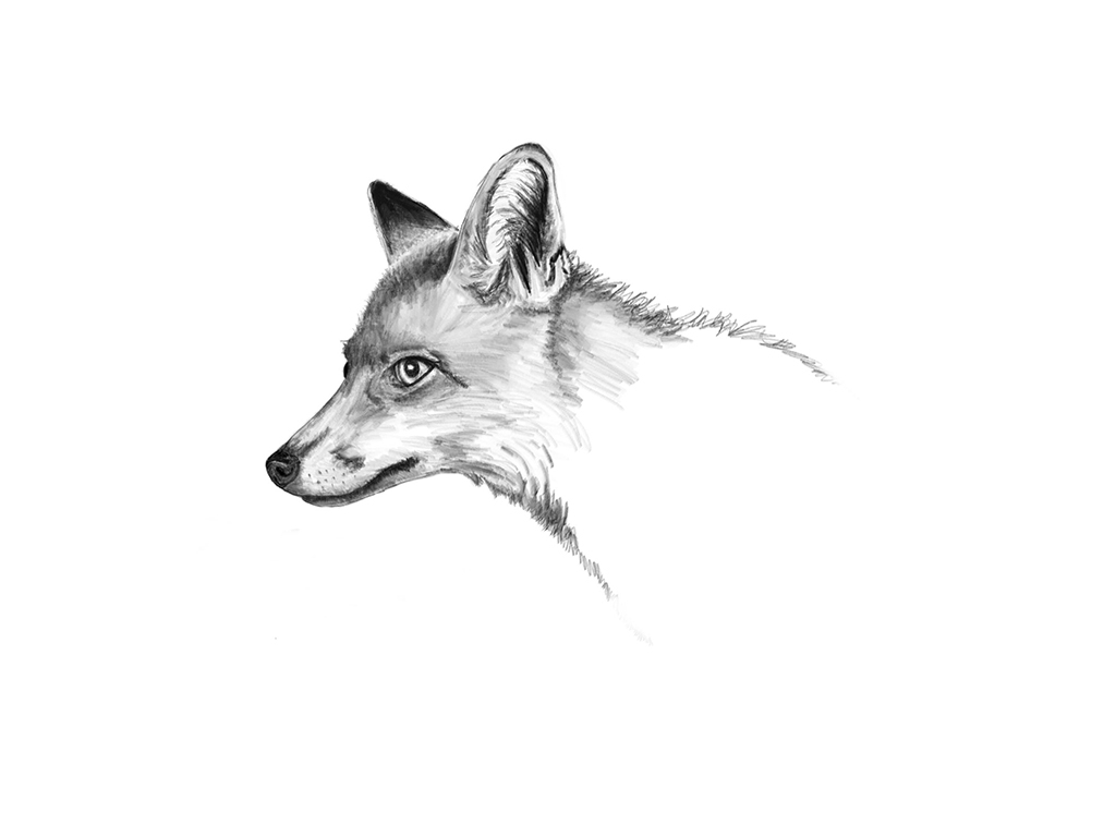 Fox head drawing
